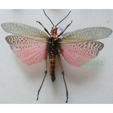 Phymateus saxosus (Coquerel, 1862) Madagascar75b
